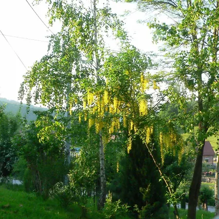 Stara Plebania *