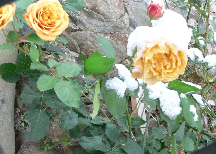 Alloggio per agriturismo Stara Plebania