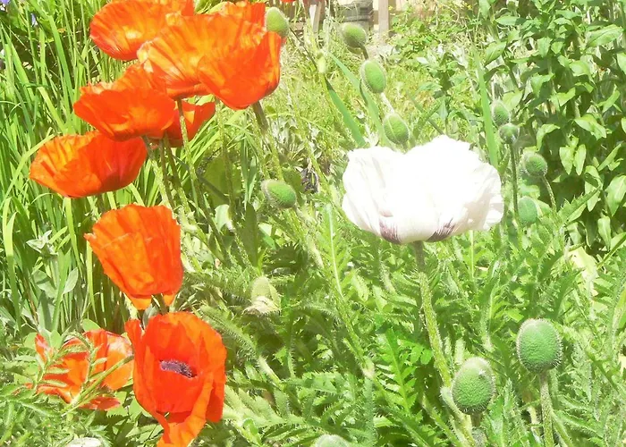 Stara Plebania Lądek-Zdrój